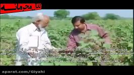 هشدار جدی برای کشاورزان ایرانی ... محصولات غیر ارگانیک