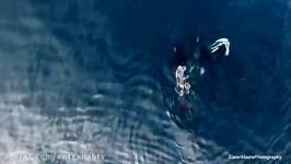 فیلم شکار کوسه سفید توسط نهنگ قاتل