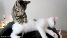 Funny Massage Cats very Cute ماساژ گربه ای بامزه خنده دار