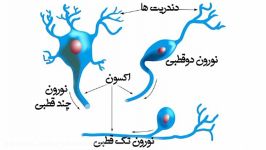 ساختار کار نورون