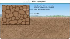 Capillary water and how it can help to bat desertification