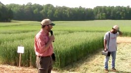 Comparing Broadcast and Drill Planting Methods in Wheat