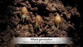 Wheat germination and growing time lapse