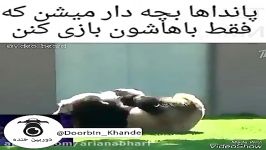 وقتی پاندا ها بچه دار مشن