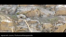 پلنگ ایرانی، پارک ملی تندوره، شمال شرقی ایران