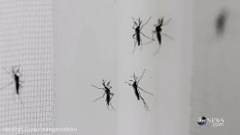 Fighting Zika in the US The Battle Over GMO Mosquitoes  ABC News