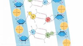 کشف ساختار DNA