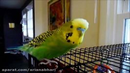 Beat Boxing Parakeet