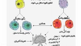 مکانیسم دفاعی بدن دفاع اختصاصی