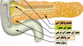 نقش غده پینه آل پانکراس در بدن