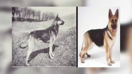 How 100 Years Of Breeding Changed These Popular Dog Breeds