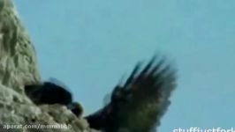When Crazy Animals Attack  Big Birds Attack ~ Best Funny Animals