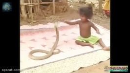 Indian Kids Playing with KING COBRAS