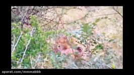 Leopard vs. Eagle vs. Lion vs. Hyena