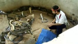 Man Selecting Cobras For Snake Show