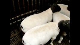 درپر آفریقای جنوبی Dorpersheep Breeding