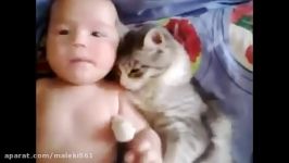 نوزاد گربه بانمک cute cat and baby