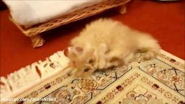 Persian cat Lucy pishi in Nederlandلوسی گربه ناز نازی من پیشی ملوسه