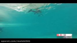 Iran Kish Island newborn Dolphin تولد نوزاد دولفین جزیره كیش ایران