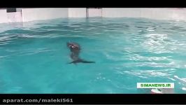Iran Kish Island newborn Dolphin تولد نوزاد دولفین جزیره كیش ایران