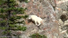 Mountain goat climbing a hill in Canada in ostadit.ir