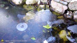 What Does Dry Ice Do In a Frozen Fish Pond