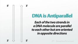 DNA Double Helix Structure and Hereditary Molecules