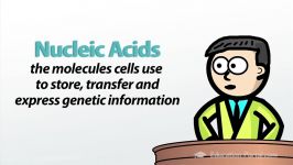 DNA Complementary Base Pairing