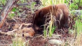 صحنه دردناک شکار گوزن توسط خرس  حیات وحش Fardin.Net