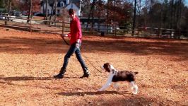 Loose Leash Walking Outside  Teachers Pet With Victoria Stilwell