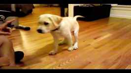 16 week labrador retriever puppy dog training and tricks