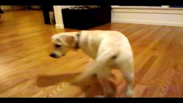 16 week labrador retriever puppy dog training and tricks