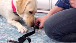 Potty Training How to Train your Dog to RING A BELL to be Let Outside