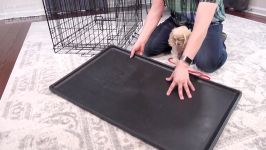 How to Crate Train a Puppy