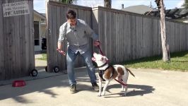 How to Train a Dog to Walk on Leash Without Pulling