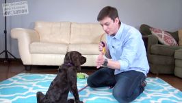 The Puppy Training Shortcut Clicker Training Explained