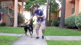 How to Train your Dog to Stop Pulling on Leash Without Force and Without Treats Zeus the GSD