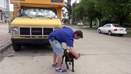 How to Train Your Dog to NOT PULL on the Leash Chloe the pit bull