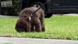 How to STOP Leash Pulling TEACH Your DOG To WALK PERFECT on a Leash