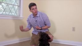 Teach Your Dog 3 Tricks in 1 Day Speak Shake and…