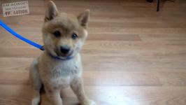 How to Train Your Puppy 8 Things in 7 Days STOP Puppy Biting Come Stay... 