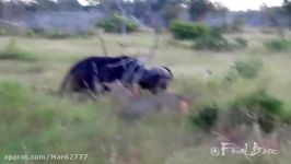 شکار بوفالو توسط 2 ماده شیر  حیات وحش Fardin.Net