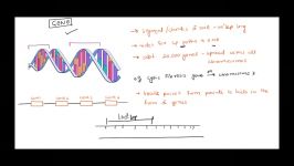 Genome Chromosome Gene and DNA  What is the difference