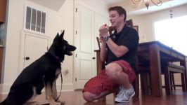 How to Train Your Dog to NOT RUN AWAY How to Teach your Dog to STAY while DISTRACTED