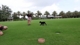 Cute PUPPY Learns to Come when Called 