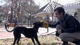 How to Teach your Dog to Listen TO YOU Around other Dogs