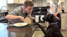 How to train your dog to stop stealing Teach Your Dog to LEAVE ANYTHING ALONE Counter Surfing