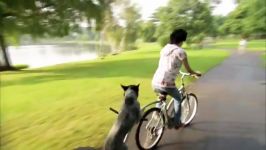 Dog Rides Bike Samantha and Ruiz. Its a different kind of dog training show