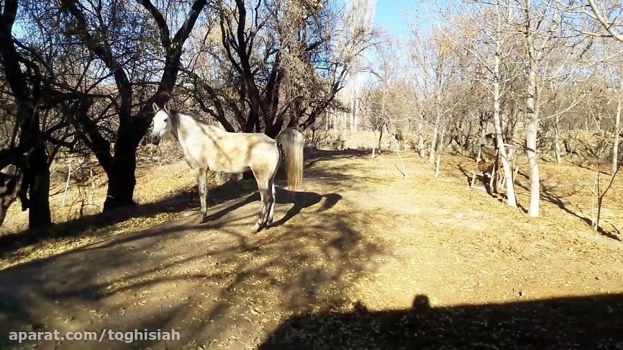 مادیون عرب دره شور