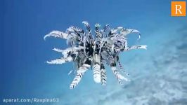 شنای جالب ستاره پردار دریایی